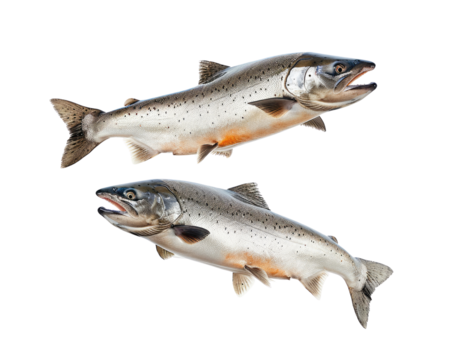 Salmon fish isolated on transparent background, png element for food.