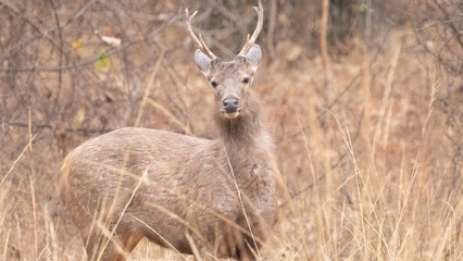 Indian Sambar Deer in Rain