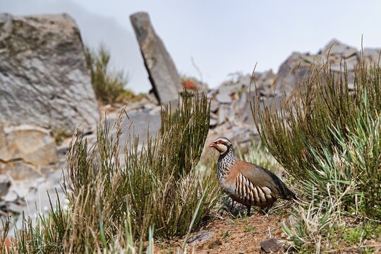 Close up photo of the red-legged partridge (Alectoris rufa). Pico do Arieiro – Pico Ruivo trek in Madeira, Portugal. PR1 hike. Vereda do Pico Ruivo. 