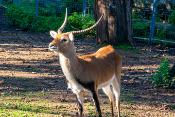 A young Kobus ellipsiprymnus or common antelope
