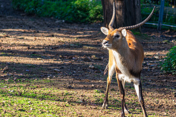 A young Kobus ellipsiprymnus or common antelope