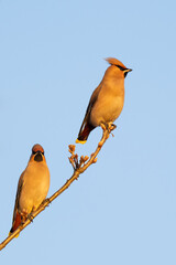 Beautiful nature scene with Bohemian waxwing (Bombycilla garrulus). Wildlife shot of Bohemian waxwing (Bombycilla garrulus) on the branch. Bohemian waxwing (Bombycilla garrulus) in the nature habitat.