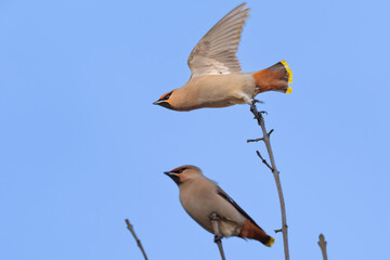 Beautiful nature scene with Bohemian waxwing (Bombycilla garrulus). Wildlife shot of Bohemian waxwing (Bombycilla garrulus) on the branch. Bohemian waxwing (Bombycilla garrulus) in the nature habitat.