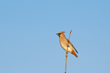 Beautiful nature scene with Bohemian waxwing (Bombycilla garrulus). Wildlife shot of Bohemian waxwing (Bombycilla garrulus) on the branch. Bohemian waxwing (Bombycilla garrulus) in the nature habitat.