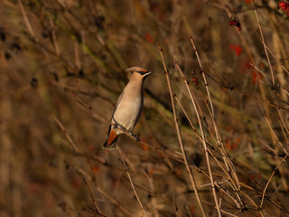 Beautiful nature scene with Bohemian waxwing (Bombycilla garrulus). Wildlife shot of Bohemian waxwing (Bombycilla garrulus) on the branch. Bohemian waxwing (Bombycilla garrulus) in the nature habitat.