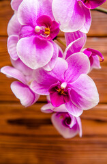 A branch of purple orchids on a brown wooden background
