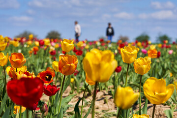 Fresh tulip field on sunny Easter noon. Mother and son standing on flower field for self harvest.