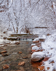 Beautiful tree scenery
