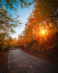 Beautiful tree scenery