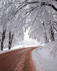 Beautiful tree scenery