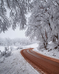 Beautiful tree scenery
