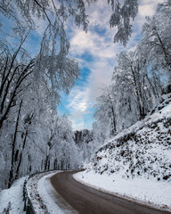 Beautiful tree scenery