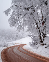 Beautiful tree scenery