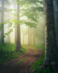 Beautiful tree scenery