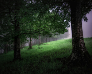 Beautiful tree scenery