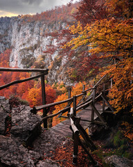 Beautiful tree scenery