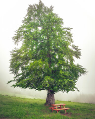 Beautiful tree scenery