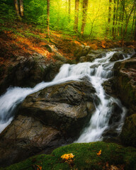 Beautiful tree scenery