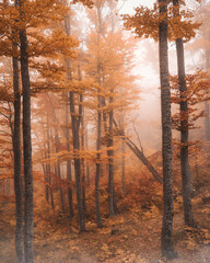 Beautiful tree scenery