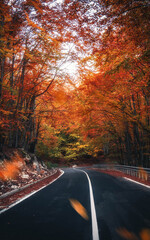 Beautiful tree scenery