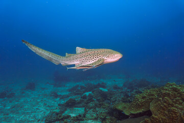 Underwater photo of the endangered Leopard shark or Zebra shark. From a scuba dive in Thailand.