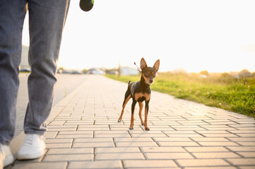 Professional dog walker walks a smooth-haired Russian toy terrier in the park at sunset having fun...