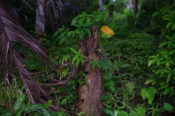 Dead wood in the forest.