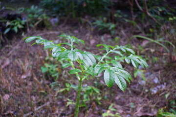 Taro plants on the edge of the river. Araceae or Genus Caladium.