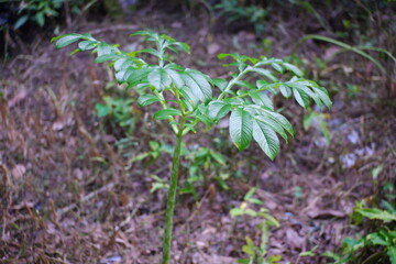 Taro plants on the edge of the river. Araceae or Genus Caladium.