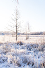 two trees in the middle of frozen laken covered in frost during one of the coldest winter in...