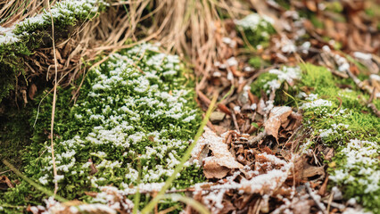 Moss and dry path covered with the first snow, copy space for a conceptual advertising campaign banner or mockup for a product
