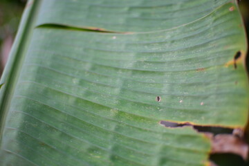 Banana trees or banana leaves.