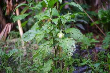 Eggplant trees starting to bear fruit in the forest.