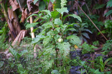 Eggplant trees starting to bear fruit in the forest.