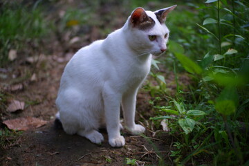 white cat in the garden