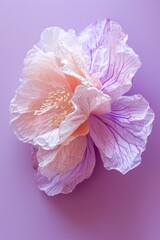 A delicate hibiscus flower with soft pink and violet petals over a monochromatic purple background