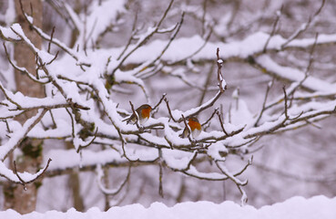 A pair of robins from afar stands out well among the snow-covered branches...