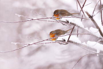 A pair of robins among the snow-covered branches. Winter!!!