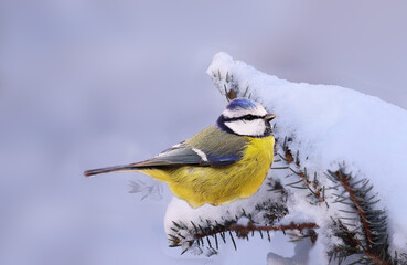 Blue tit on a snow-covered fir branch