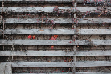 빈티지 가을 덩굴 판자 벽