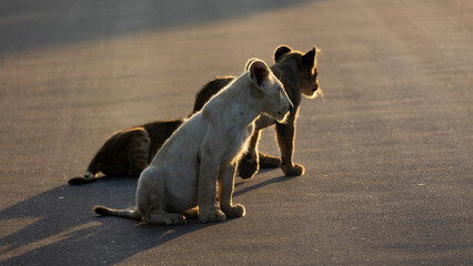 A small white lion cub in the wild