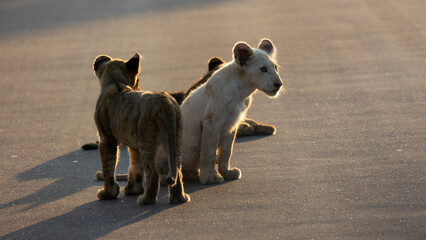 A small white lion cub in the wild