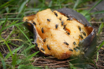 Many flies are perched on the rotten food that has fallen to the ground. Flies are vectors of various diseases caused by parasites, bacteria, viruses and fungi.