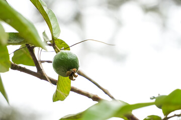 Close up photo of Guava tree bearing fruit. Guava fruit is still young and green. Empty blank copy text space. Concept for agriculture, urban farming.