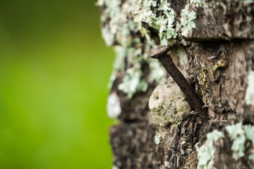 Texture of the brown bark of a tree trunk impaled by a rusty nail on it. Relief creative wooden...