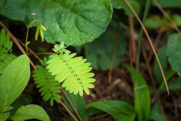 Close up photo of fresh green leaves from trees in the forest with bokeh backgrounds. Shady atmosphere of trees.