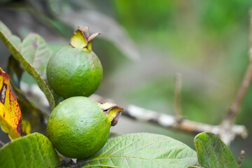 Close up photo of Guava tree bearing fruit. Guava fruit is still young and green. Empty blank copy text space. Concept for agriculture, urban farming.