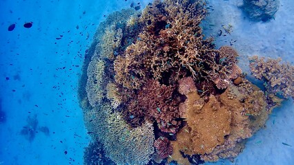 沖縄県慶良間諸島阿嘉島の珊瑚礁