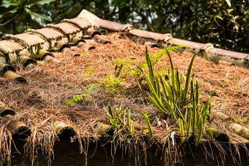 Small Epiphyte orchid plants growing stuck to the building roof. Moss, fungus and native endemic plants stick to the trunk in the pine forest or jungle with bokeh backgrounds.