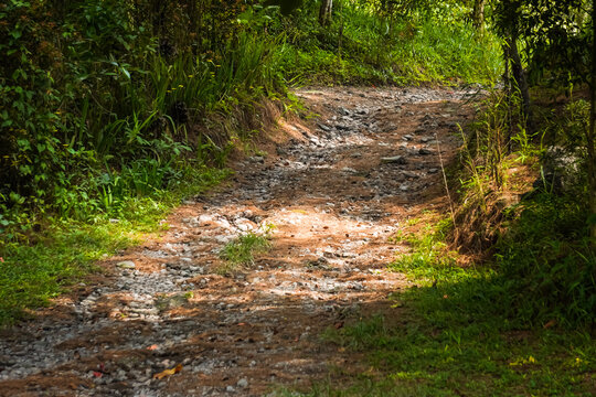 Rocky Single Lane Footpath in tropical forest in the mountains. Atmosphere in the wilderness. Concept for international forest day, go green, earth day, ecology.
